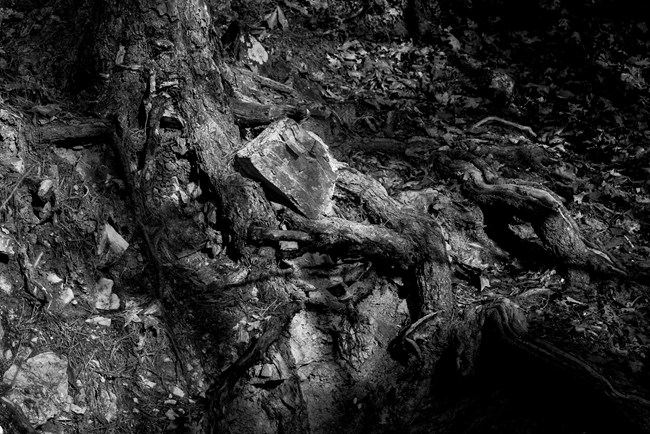 Black and white photo of a forest floor
