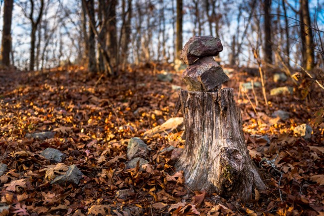 Rocks balanced on tree log in a forest