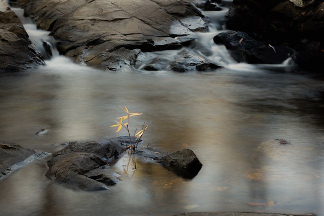 Flower growing through rock in a creek