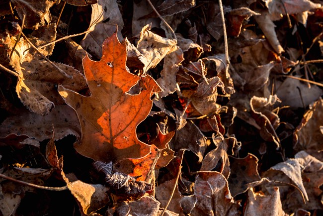 Leaves on a forest floor
