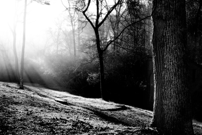 Black and white image of sun shining through forest