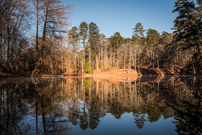 Pond surrounded by forest