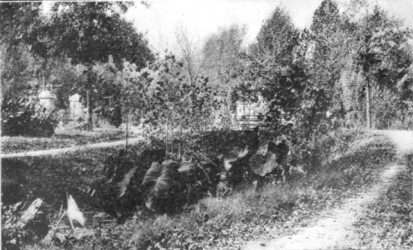 black and white photo of a drained lake with an abundance of elephant ear plants growing surrounded by trees