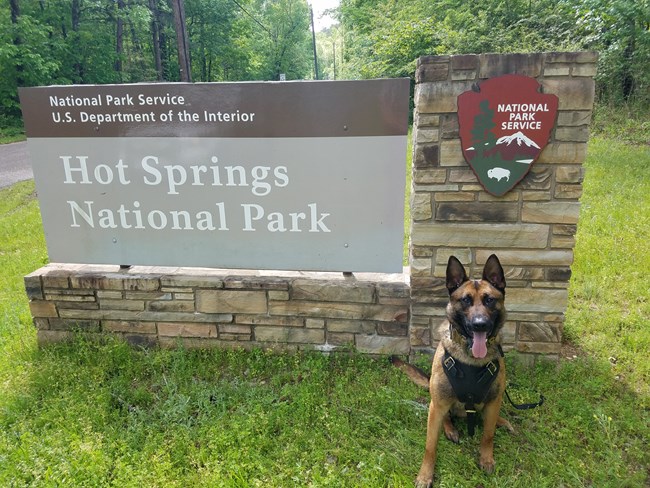 A brown and black Belgian Malinois dog with a black harness on poses in front of the large Hot Springs National Park Sign on green grass with trees in the background.