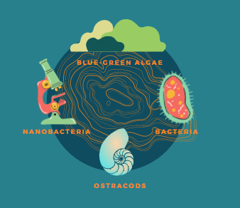 A blue circle graphic with 4 thermophiles around it. 3 varied green blobs of blue-green algae, a red bean-shaped bacteria, a spiral blue shell for the ostracod, and a microscope representing nanobacteria.