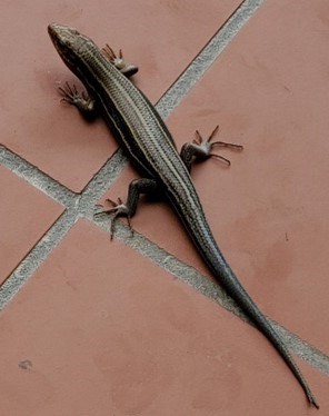 A brown lizard on a tile porch