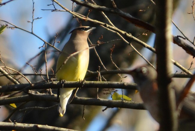 A yellow/gray bird with red waxy tips on its wings sits in a tree.