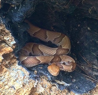 A snake in a log