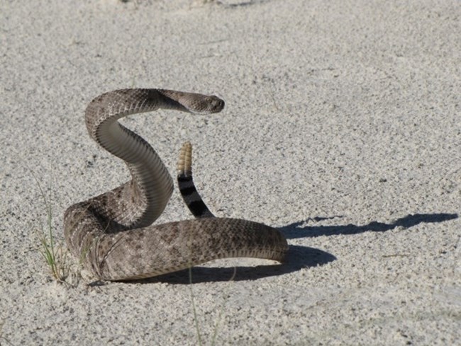 A snake ready to strike