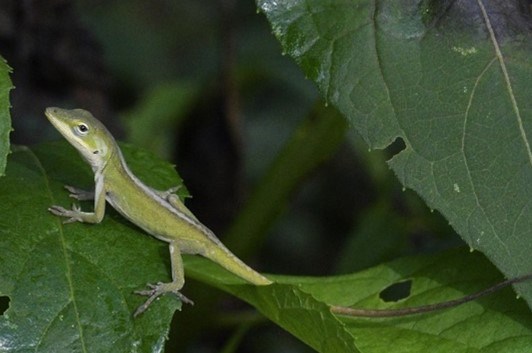 A small green lizard on a leaf