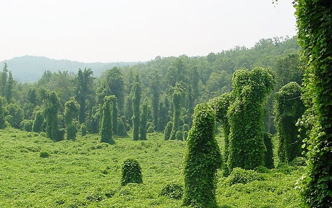 Large fat spade-shaped leaves from a green vine cover the ground as far as you can see.