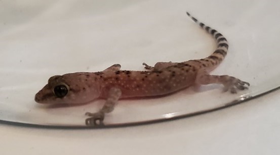 A small lizard in a glass