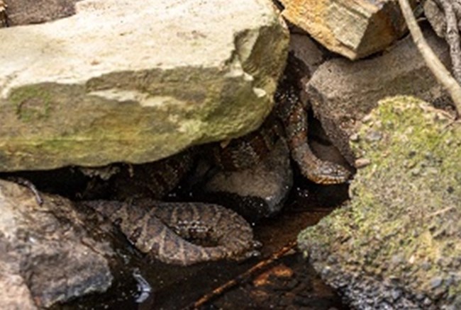A snake under a rock cropping in the creek