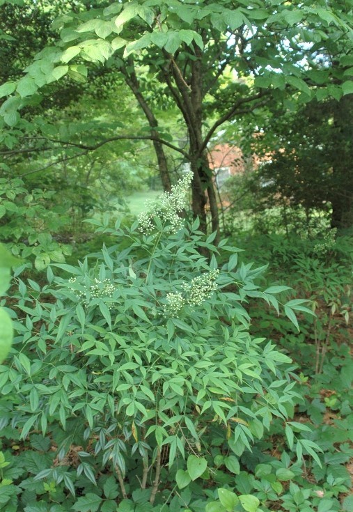 A bush in the forest with long pointy eye-shaped leaves and white berries.