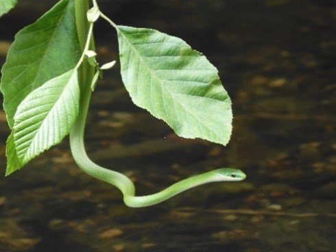 A green snake hanging from a branch