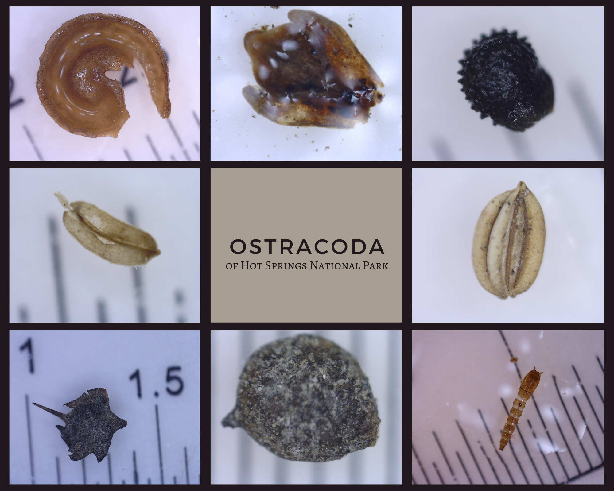 8 small photos in a collage of various kinds of tiny thermophilic crustaceans found in our hot springs. They are tan, black, orange textured creatures that look like shrimp, snails and/or beetles.