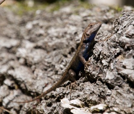 A small brown lizard on a rock