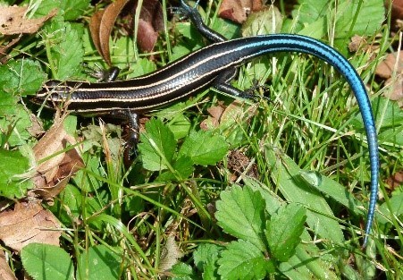 A black lizard with bright yellow stripes and a blue tail.