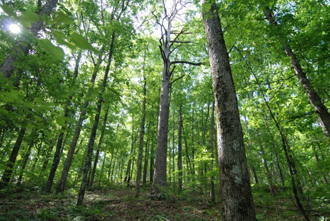 View of old growth forest.