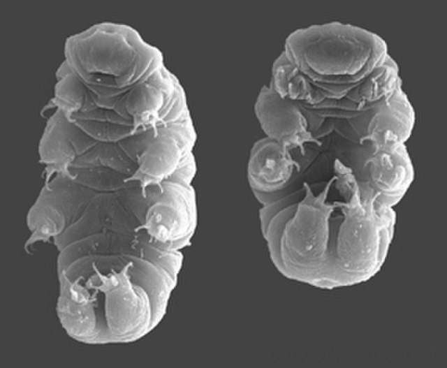 Gray and White photo using scanning electron microscopy of 2 tardigrades, (also know as water bears), floating in space. The have 4 legs with 3 pointy thin claws on each one. Their body sections are bulbous and their mouths look like suction tubes.