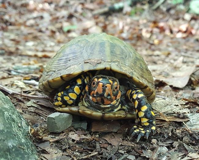 Three-toed Box Turtle (Terrapene triunguis)