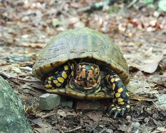 A turtle walking on the trail