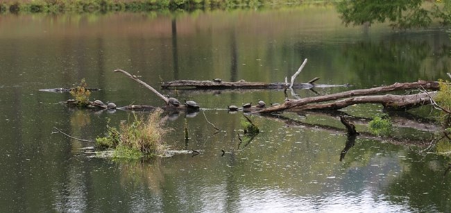 Turtles lined up on a log, sun bathing, in Rick's Pond