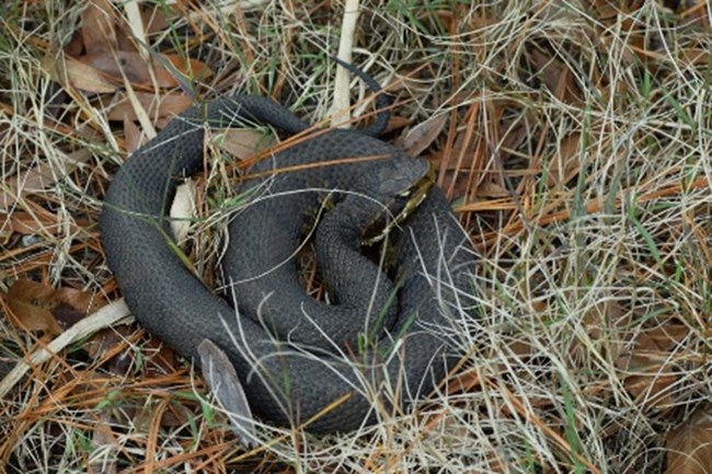 A dark color snake coiled up in the grass