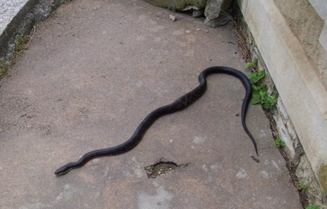 A black snake on the sidewalk