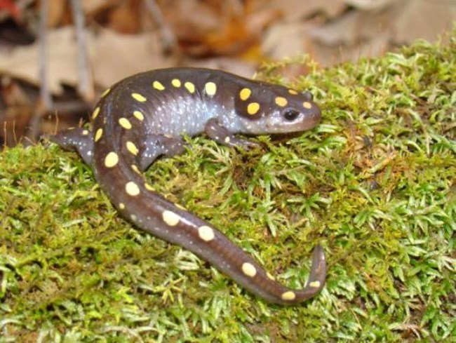 Spotted salamander on mossy log.