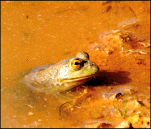Bullfrog sitting in muddy water.