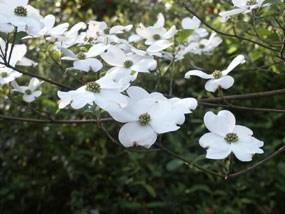 white flowering dogwood blossoms on branch