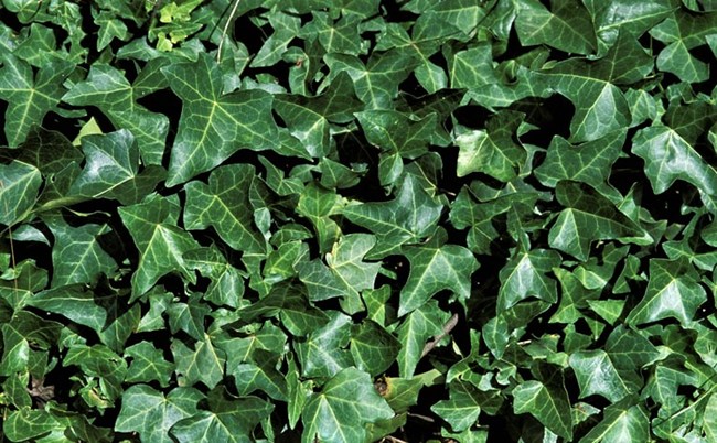 Dark green pointy leaves with yellow lines branch out and cover the landscape