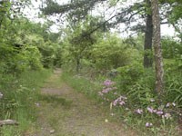 trail scene with grass on sides of trail, also pink wild phlox on right with pine tree