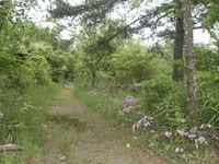 trail scene with grass on sides of trail, also pink wild phlox on right with pine tree trail scene with grass on sides of trail, also pink wild phlox on right with pine tree