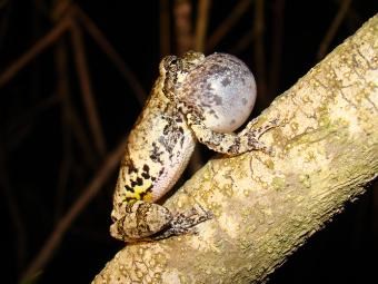 Frog sitting on branch with inflated vocal sac.