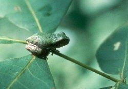 Green Tree Frog on a hickory leaflet. Frog is much smaller than even one leaf. Green Tree Frog on a hickory leaflet. Frog is much smaller than even one leaf.