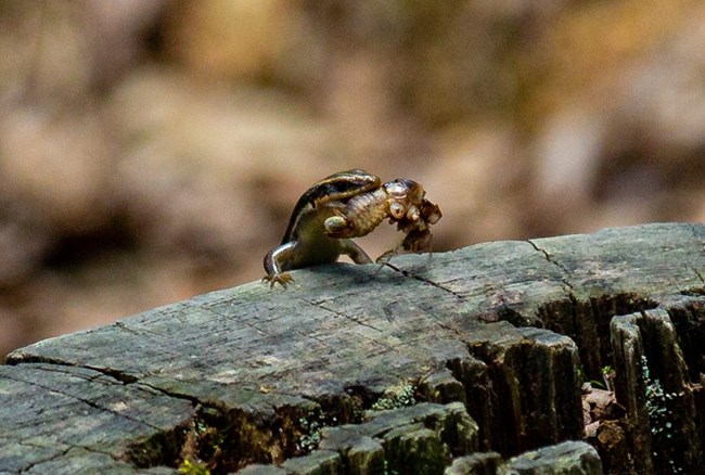 A happy fence lizard with a big bug hanging out of its mouth