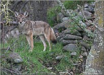 Coyote