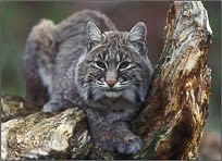 Bobcat sitting in tree.