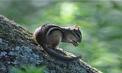 Eastern Chipmunk