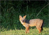 Gray fox walking in green field.