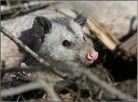 Opossum peeking head out from under log.