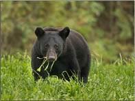 Black bear walking through green field.
