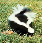 Striped skunk in green field.