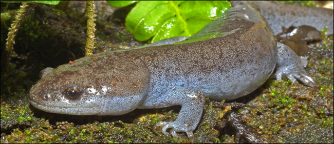Mole salamander on mossy ground. Mole salamander on mossy ground.