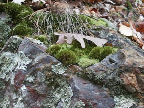 green moss on gray and red novaculite, dead leaf on top of moss, lichen on novaculite on lower left of photo