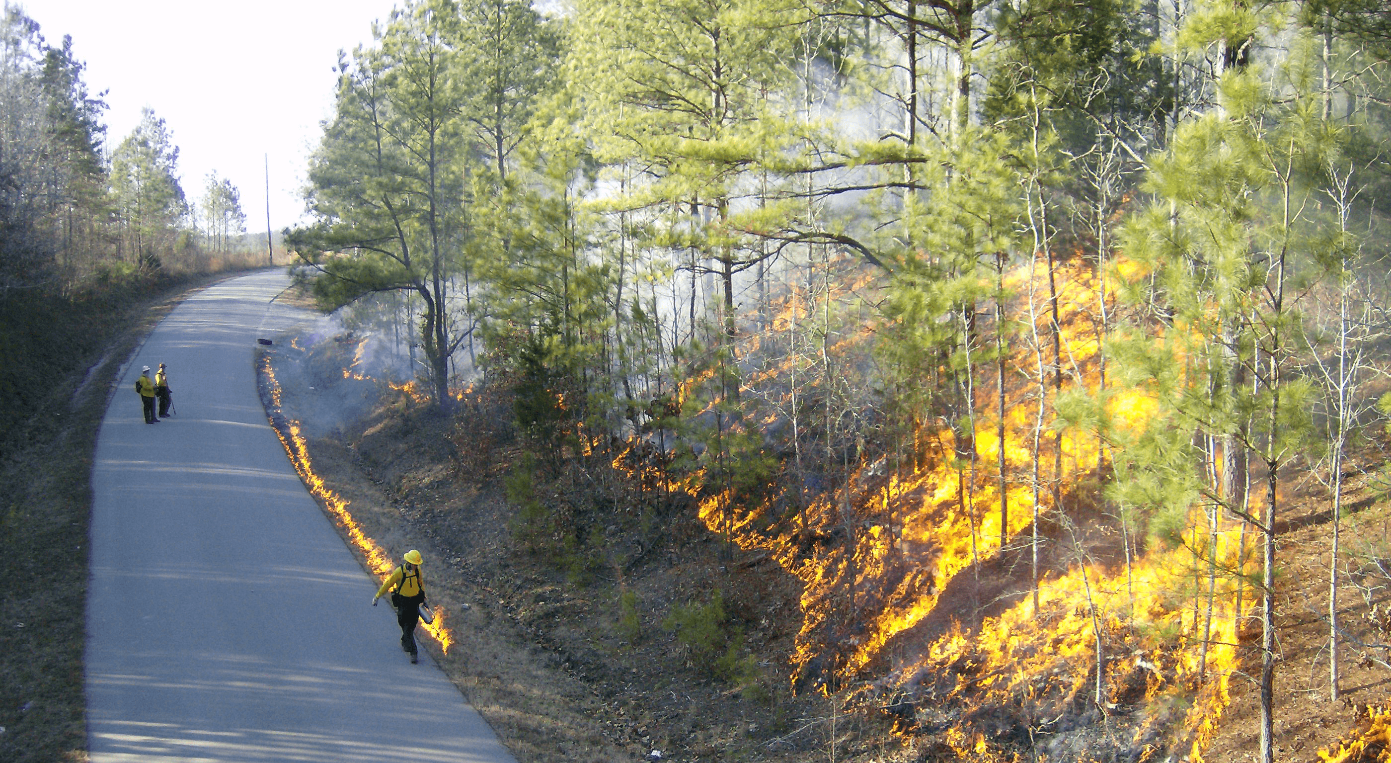 A hillside is on fire next to a road as a prescribed fire specialist spews fire from a canister at a prescribed burn