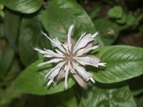 close-up of white and purple spotted bergamot blossom with bright green leaves in background