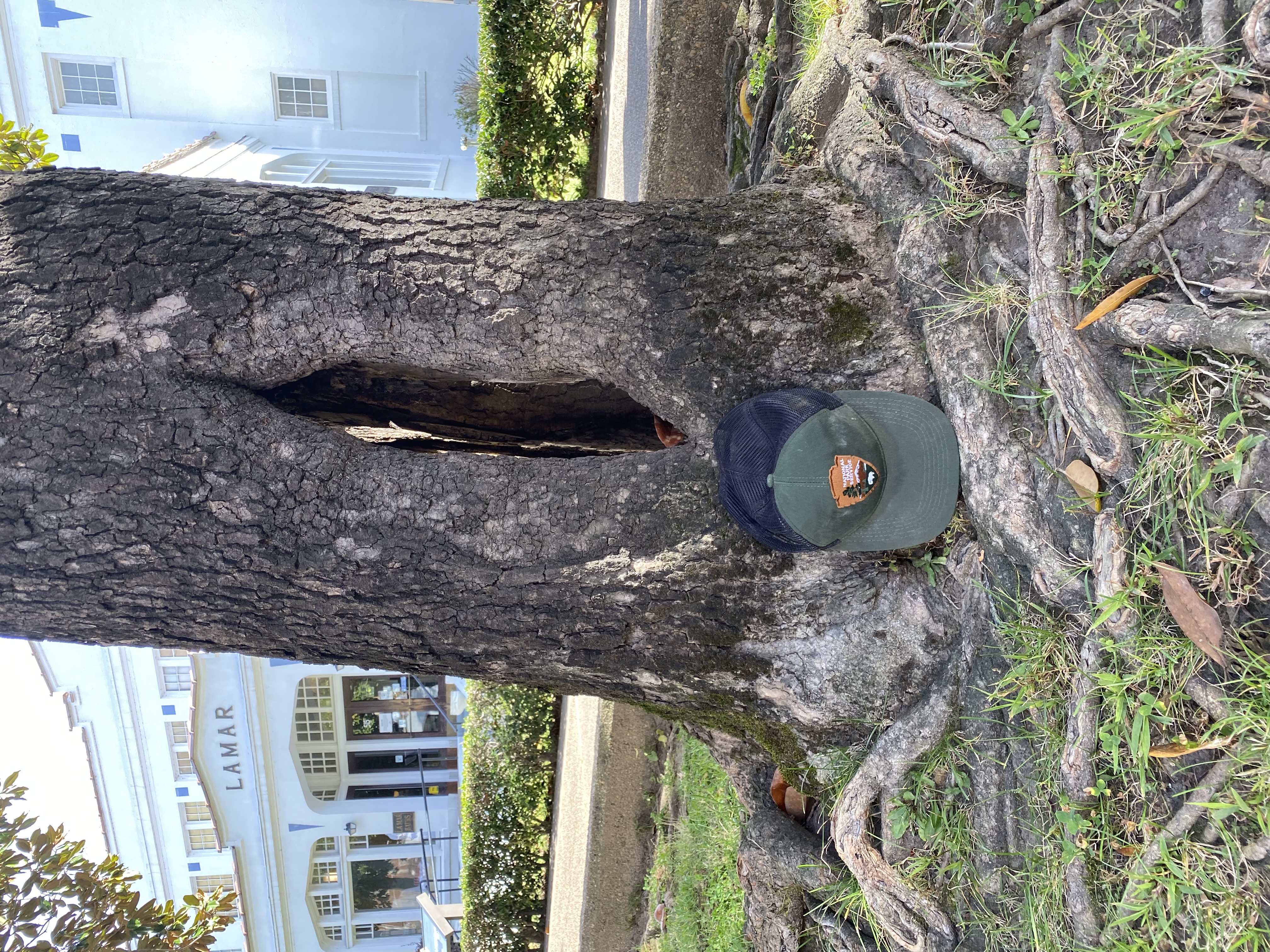 A close up of a trunk of tree with an oval hole going right through the center of the tree. Light can be seen shining from the inside. The tree roots are tangled and a ballcap sits at the base of the tree for scale.